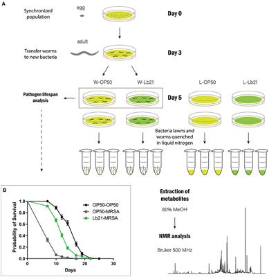 A Lactobacilli diet that confers MRSA resistance causes amino acid depletion and increased antioxidant levels in the C. elegans host